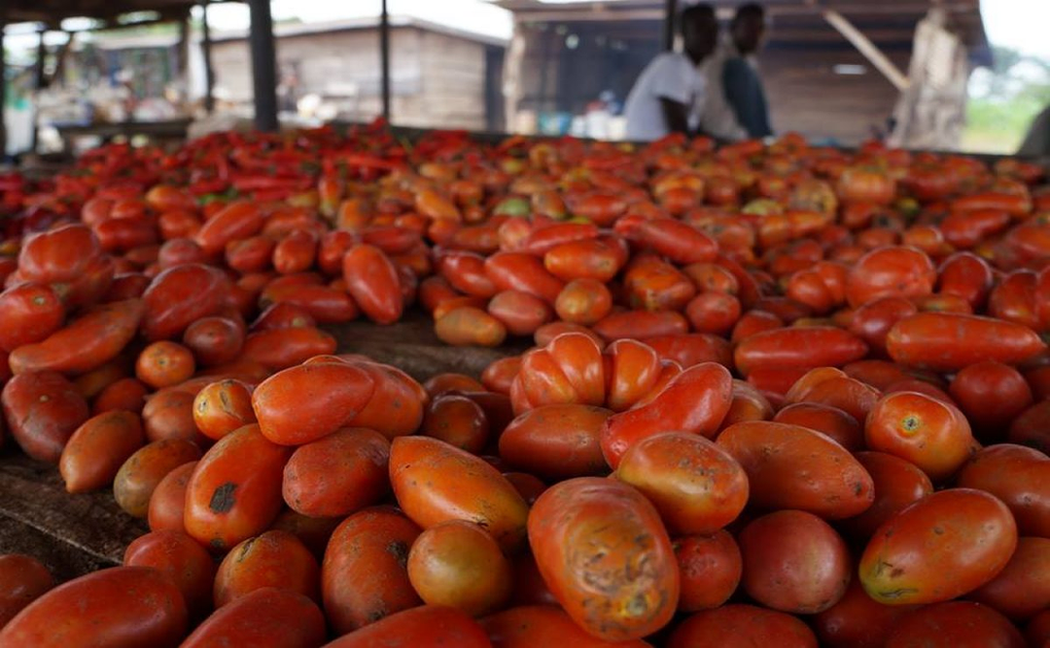 Tomato scarcity looms, as farmers lose N1.3bn, 300 hectares to ‘ebola' image