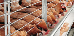 127 poultries shut down, over N5bn, lost to economic hardship – Farmers lament image