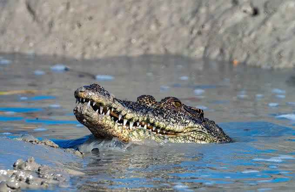 Crocodiles tear prophet to pieces during baptism image