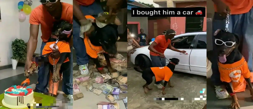 Nigerian man buys car for his dog in celebration of its birthday (Video) image