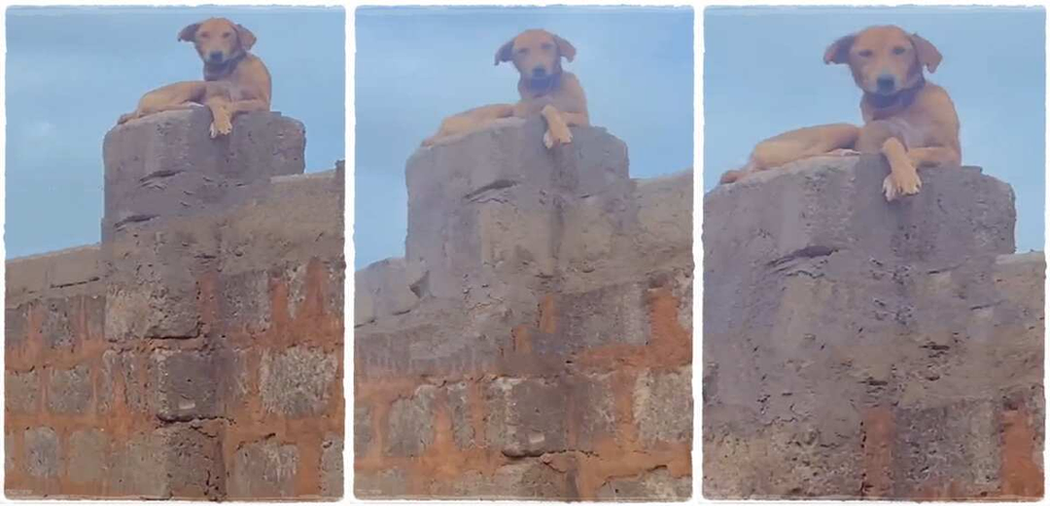 Man Buys Dog For Security at Home, It Climbs Fence And Stays There Like CCTV Camera image