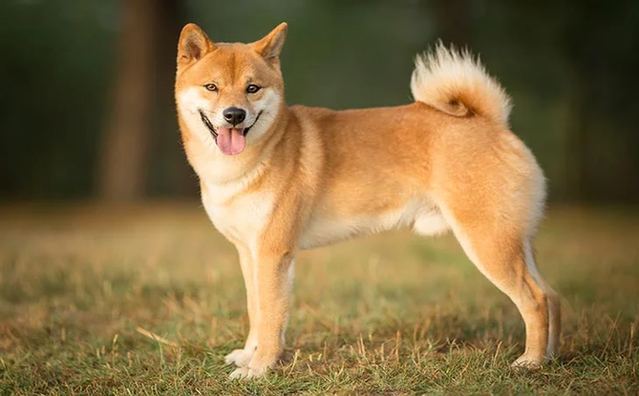 Shiba Inu image