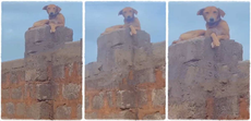 Man Buys Dog For Security at Home, It Climbs Fence And Stays There Like CCTV Camera