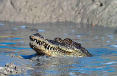 Crocodiles tear prophet to pieces during baptism