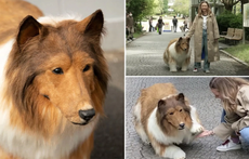 Japanese Man Who Turned Into Dog Goes For His First Ever Walk, Video is Now Viral