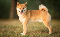 Shiba Inu